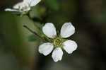 Thunberg's meadowsweet